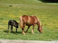 2026-05-23 Anello degli Ernici 116
